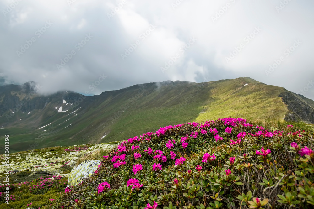 Summer mountain landscape with pink rhododendron flowers