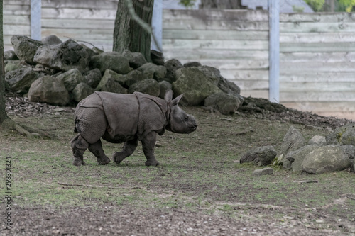 Baby rhino and mother rhino at the buffalo zoo