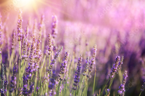 Lavender bushes closeup on sunset. Sunset gleam over purple flowers of lavender. Provence region of france.