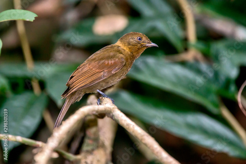 Thrush like Schiffornis photographed in Linhares  Espirito Santo. Southeast of Brazil. Atlantic Forest Biome. Picture made in 2013.