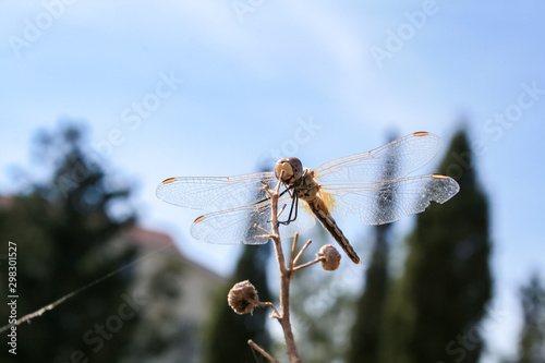 Beautiful dragonfly sitting on a dried branch. Closeup view. Blurred background