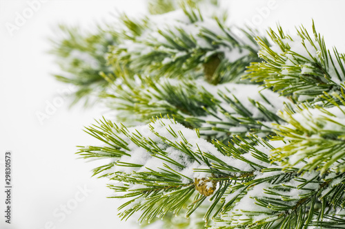 Closeup of pine tree branch covered with snow