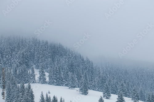 Winter foggy forest landscape, moody fir tree forest landscape in winter season