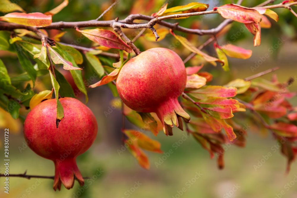 Sunny organic pomegranate fruits on a branch full of orange and green leaves. Image Sunny organic pomegranate fruits on a branch full of orange and green leaves. Image
