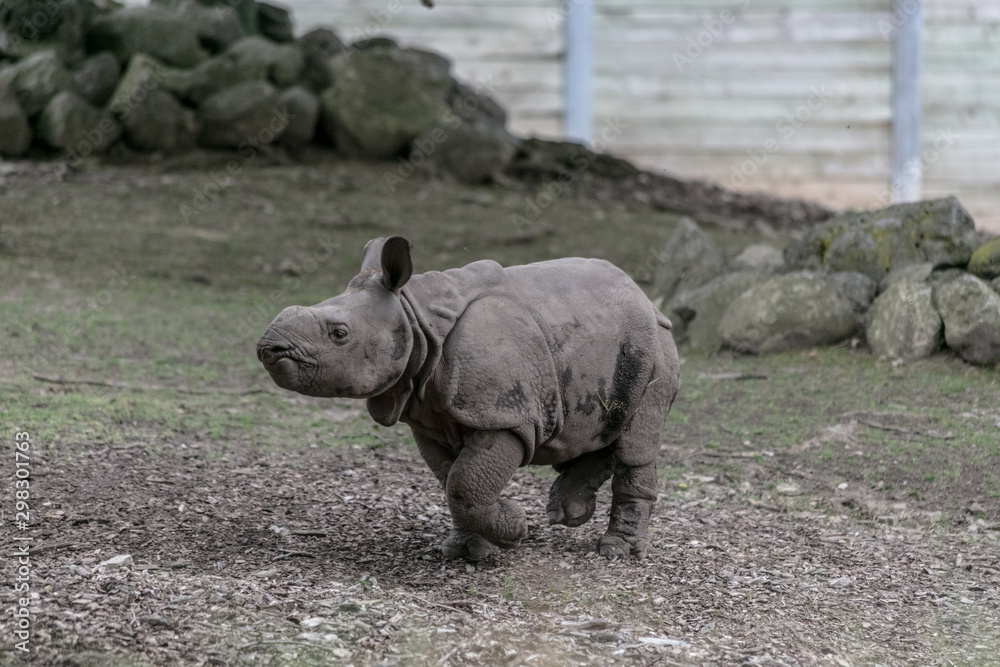 Baby rhino and mother rhino at the buffalo zoo Baby rhino and mother rhino at the buffalo zoo