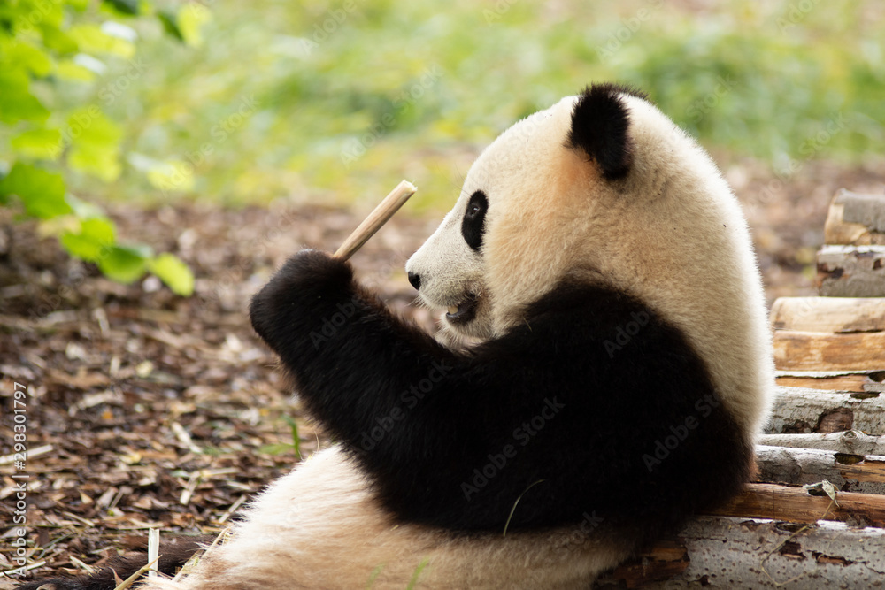Panda bear eating Bamboo in Pairi daiza zoo, Belgium