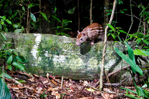 Lowland paca photographed in Linhares  Espirito Santo. Southeast of Brazil. Atlantic Forest Biome. Picture made in 2013.