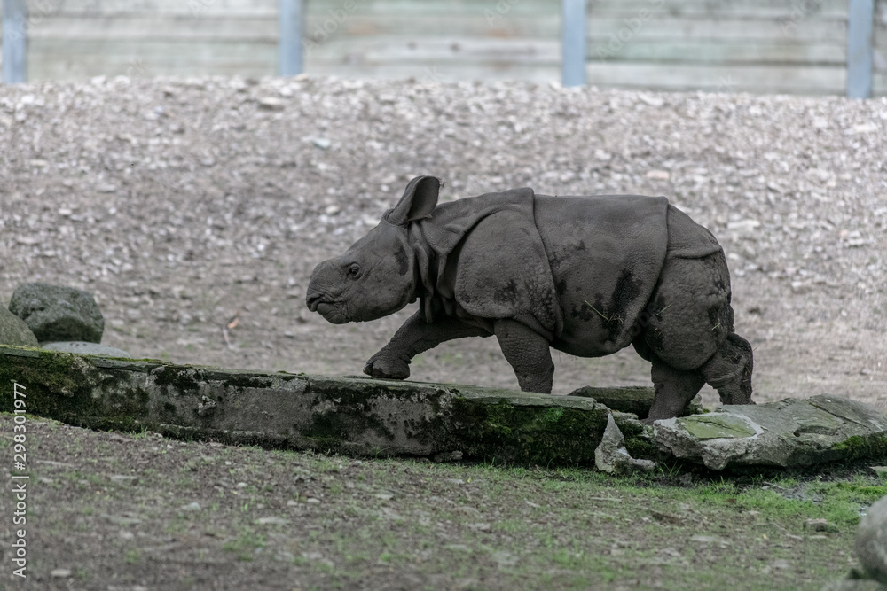 Fototapeta premium Baby rhino and mother rhino at the buffalo zoo