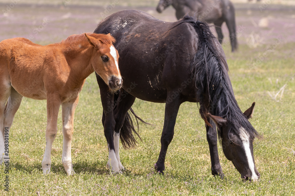 Wild Horse Mare and Foal in Spring in the Utah Desert Wild Horse Mare and Foal in Spring in the Utah Desert