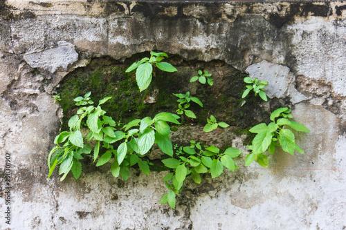Green leaf on wall with moss plant photo