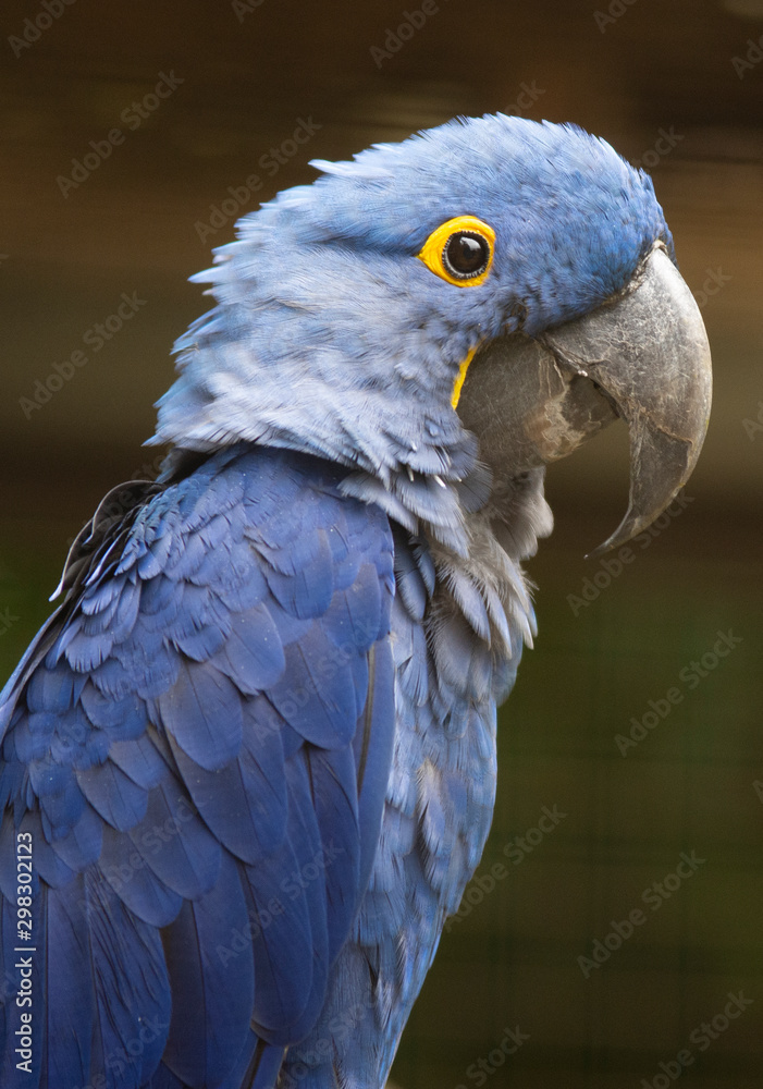 Obraz premium blue parrot close up