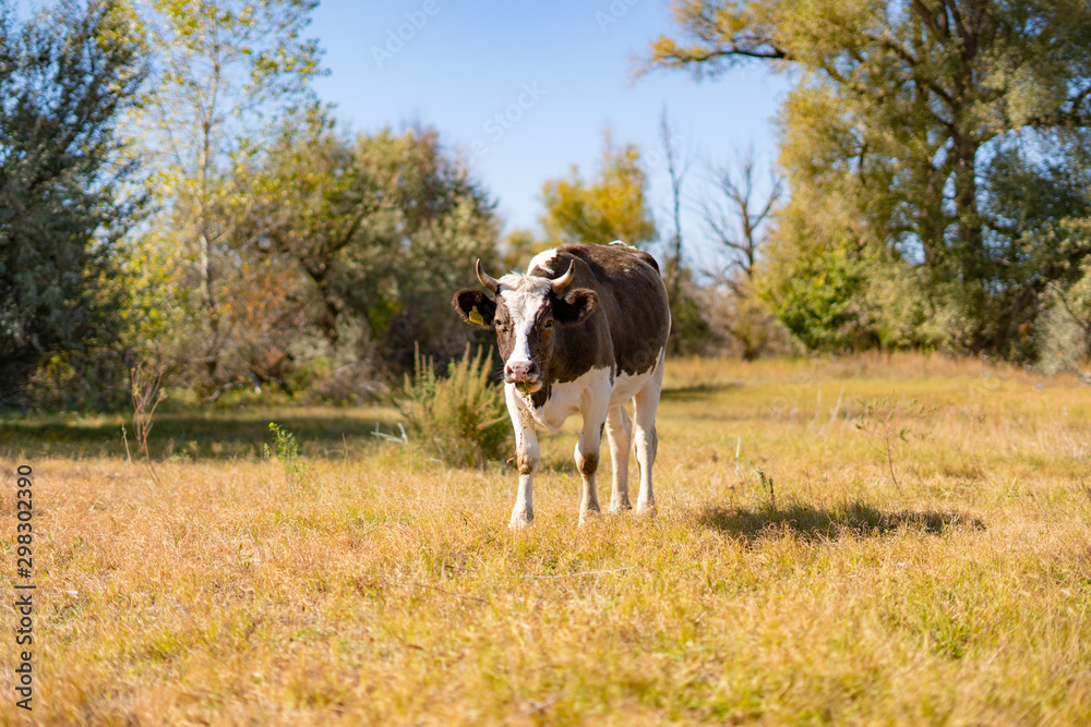 a happy funny single cow standing in the field, nature scenery, summer a happy funny single cow standing in the field, nature scenery, summer