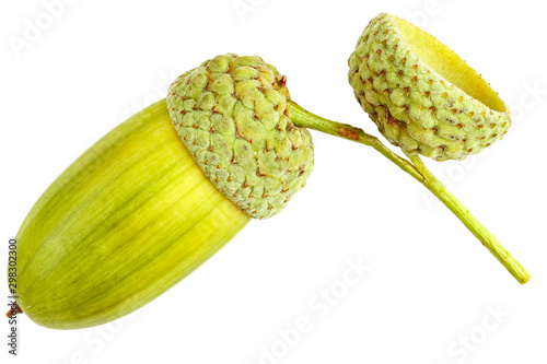 acorn on a white background