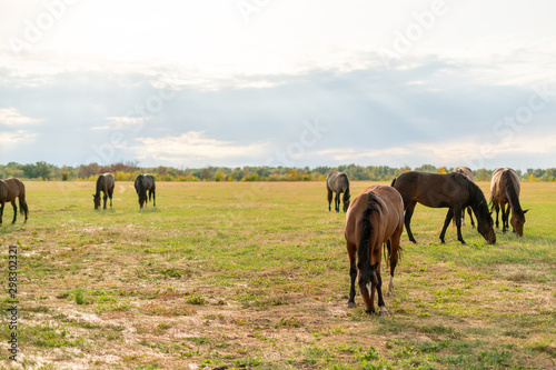 panorama view of some horses in the field on summer day  domestic animals concept