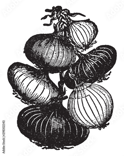 Onion vintage illustration.