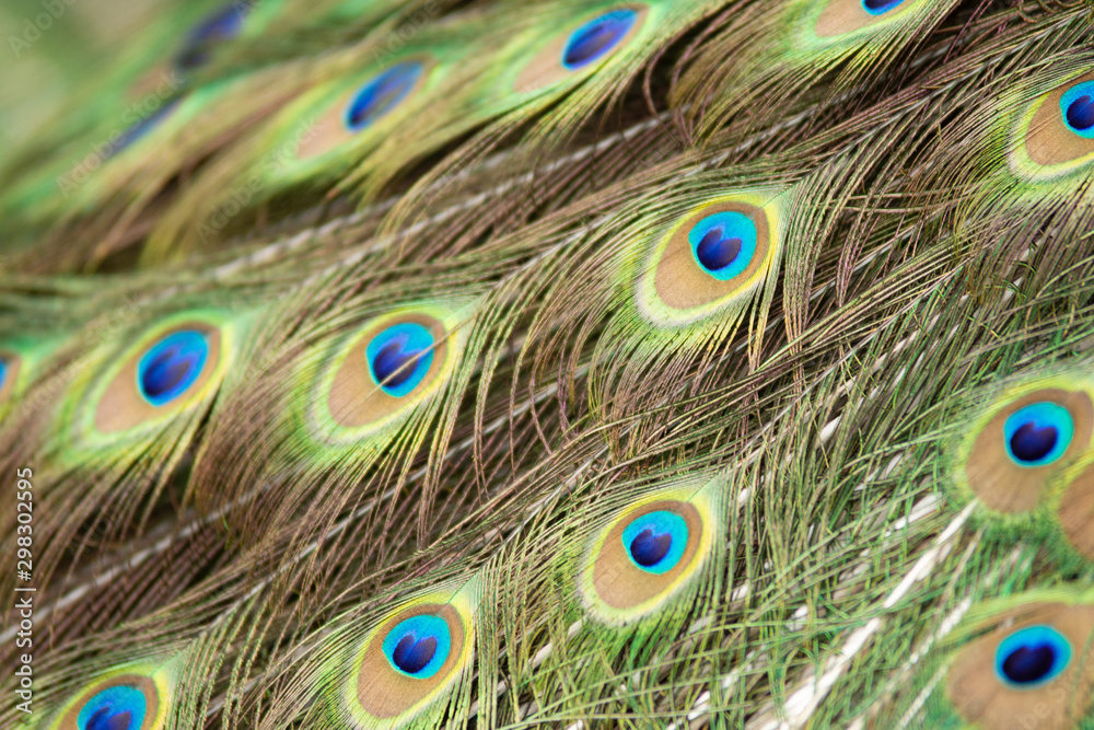 Obraz premium Peacock feathers in Pairi Daiza zoo, Belgium