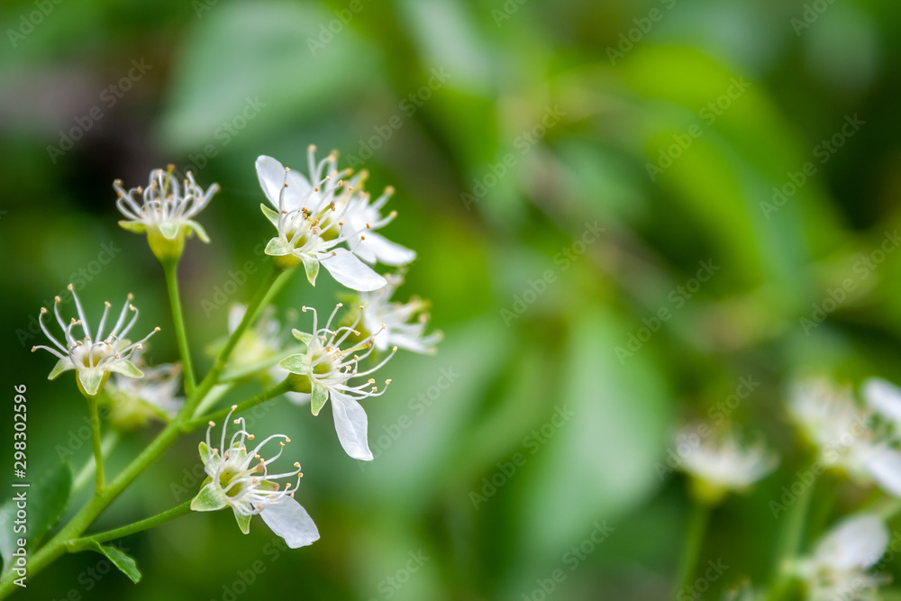 Closeup view of tender flowering plant with thin stamens and white petals on a blurred green background Closeup view of tender flowering plant with thin stamens and white petals on a blurred green background
