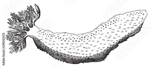 Common sea cucumber, vintage illustration.