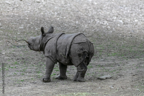 Baby rhino and mother rhino at the buffalo zoo