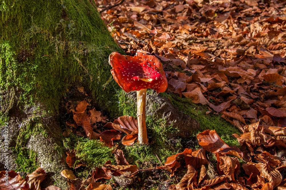 czerwony niejadalny grzyby, piękna jesień w lesie, Muchomor - obrazy, fototapety, plakaty 