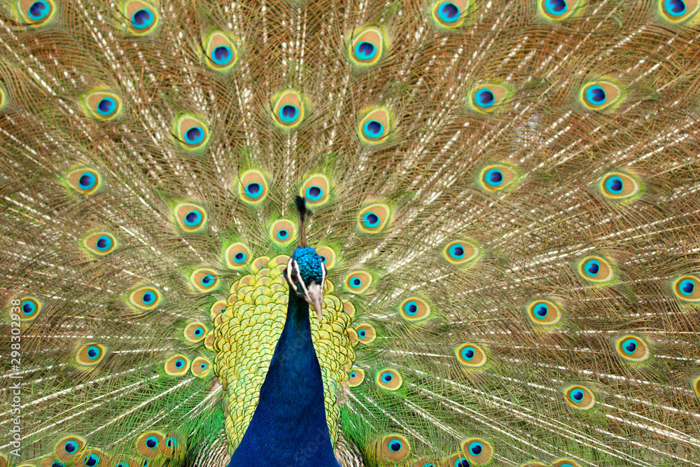 Fototapeta premium Peacock with tail opened in Pairi Daiza zoo, Belgium