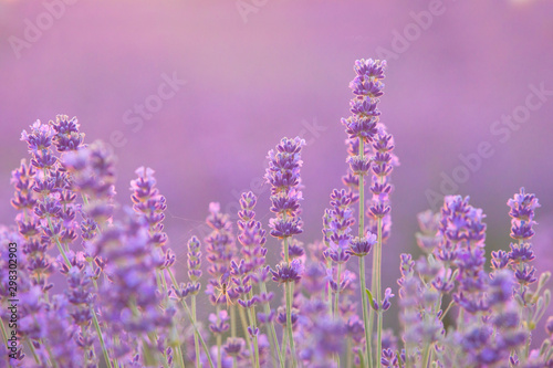 Fototapeta Naklejka Na Ścianę i Meble -  Lavender bushes closeup on sunset. Sunset gleam over purple flowers of lavender. Provence region of france.