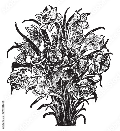 Narcissus vintage illustration.