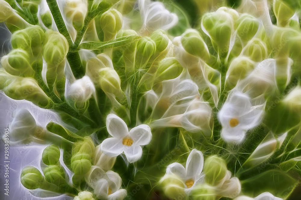 Fractal image of a tender branch of a white lilac close-up Fractal image of a tender branch of a white lilac close-up