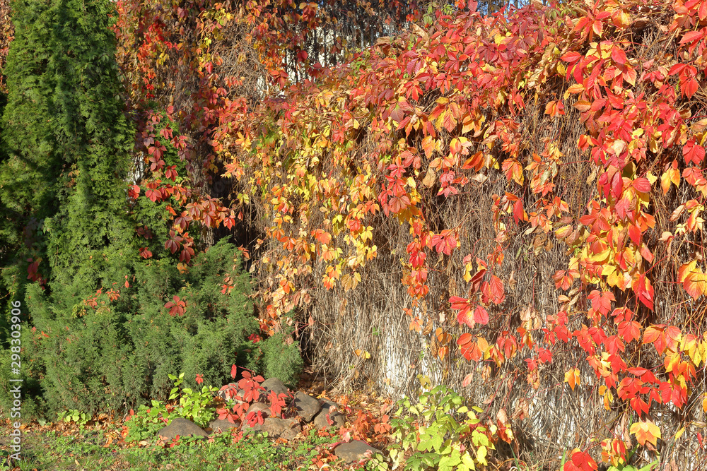 Bright red autumn leaves on branches of wild grapes Bright red autumn leaves on branches of wild grapes