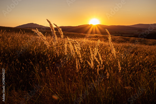 Sun setting over beautiful golden rolling hills. Tranquil scene with backlit high grass ears. Beauty in nature concept photo