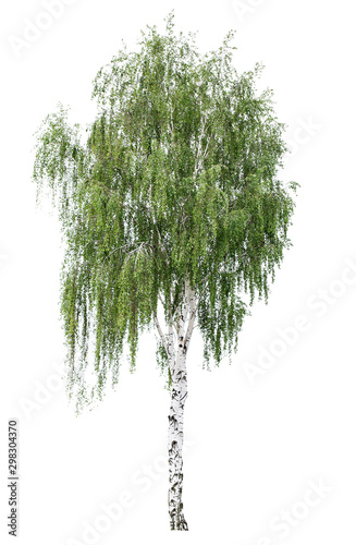 Fototapet Tree European white birch (Betula pendula) isolated on a white background