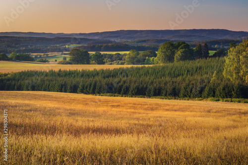 Panoramic view of golden grass ears, beautiful countryside and sun setting over rolling hills. Beauty in nature concept