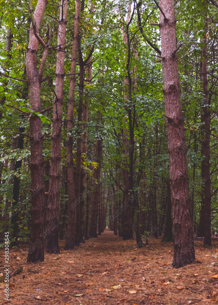 Obraz premium A small forest in autumn with a straight line through the middle.