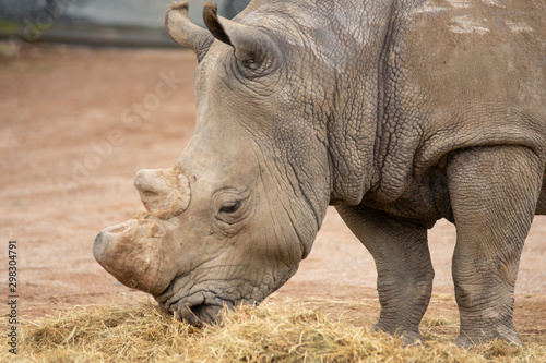 Rhino in Pairi Daiza zoo, Belgium