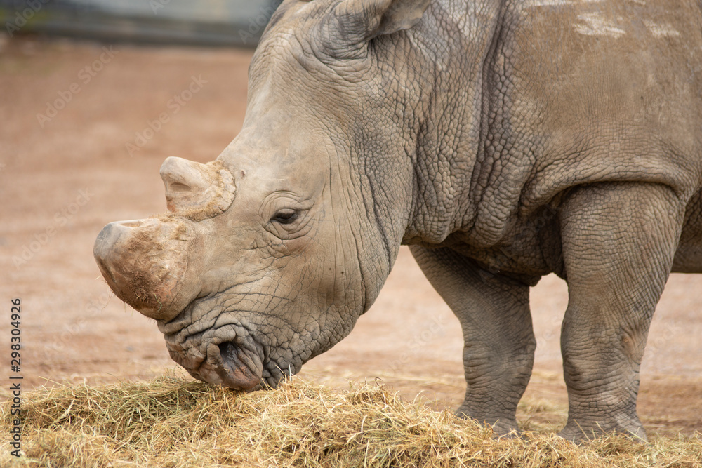 Rhino in Pairi Daiza zoo, Belgium Rhino in Pairi Daiza zoo, Belgium