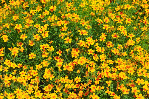 Yellow chrysanthemums in the summer garden. Beautiful background.