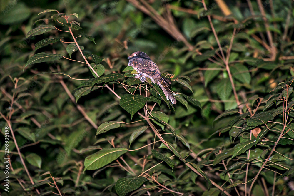 Ocellated Poorwill photographed in Linhares, Espirito Santo. Southeast of Brazil. Atlantic Forest Biome. Picture made in 2013. Ocellated Poorwill photographed in Linhares, Espirito Santo. Southeast of Brazil. Atlantic Forest Biome. Picture made in 2013.
