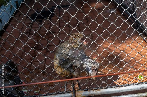 A brooding monkey in a cage at the zoo.