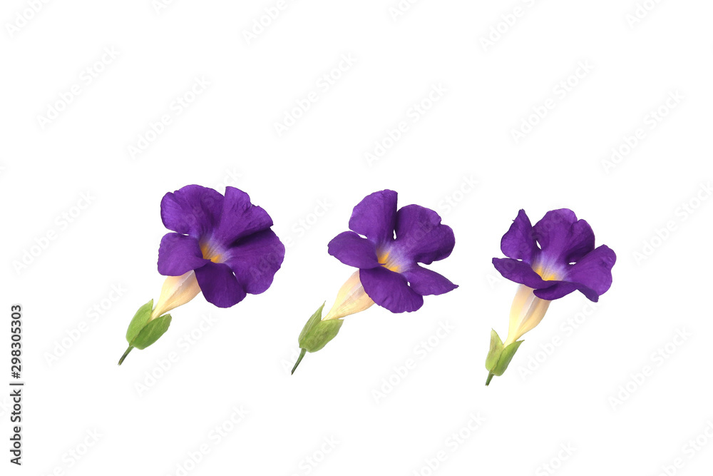 Obraz premium Cutting flower of Thunbergia erecta isolated on white background.