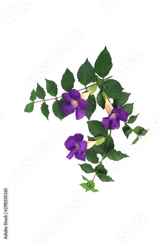 Branch with three beautiful flowers of Thunbergia erecta plant isolated on white background.