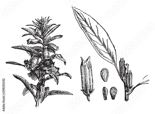 Sesame vintage illustration.