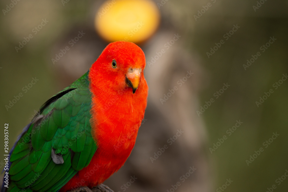 lovebird in pairi daiza lovebird in pairi daiza