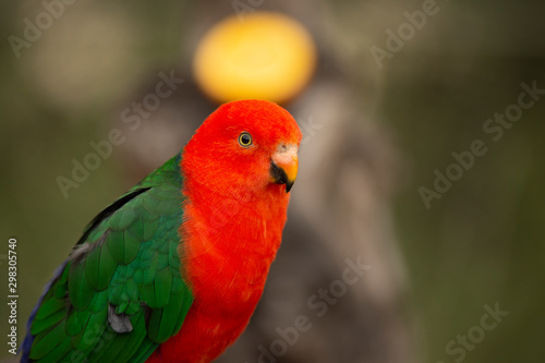 lovebird in pairi daiza