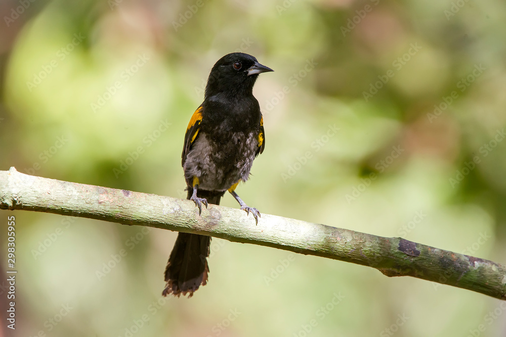 Variable Oriole photographed in Linhares, Espirito Santo. Southeast of Brazil. Atlantic Forest Biome. Picture made in 2013. Variable Oriole photographed in Linhares, Espirito Santo. Southeast of Brazil. Atlantic Forest Biome. Picture made in 2013.