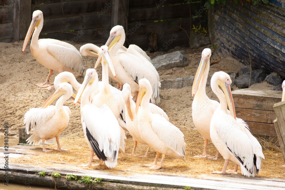 Pelicans in Pairi Daiza zoo, Belgium Pelicans in Pairi Daiza zoo, Belgium