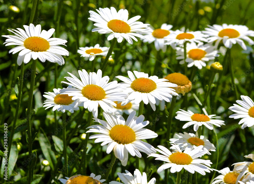 Field of Daisies #2 Field of Daisies #2