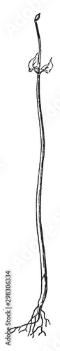 Phaseolus vintage illustration.