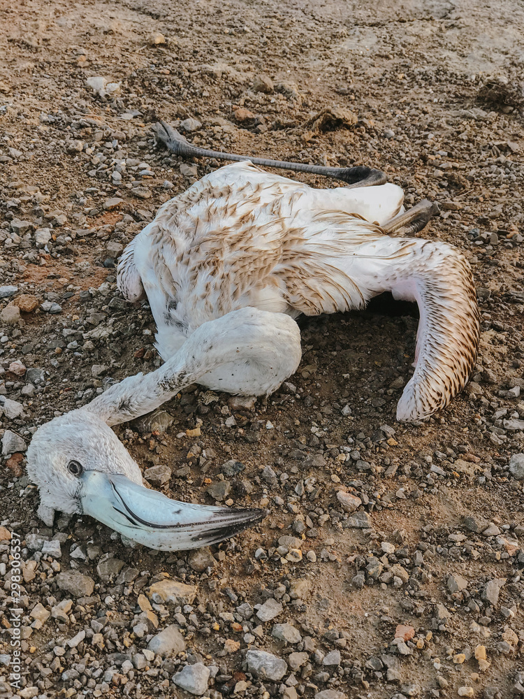 Dead flamingo on beach, Ses Salines, Ibiza, Spain Dead flamingo on beach, Ses Salines, Ibiza, Spain