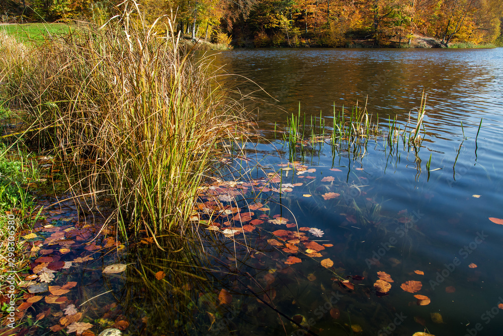 jezioro i las, piękny jesienny krajobraz, barwnie 
