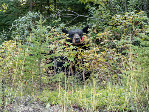 Black Bear